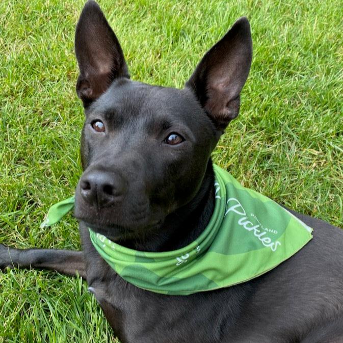 Portland Pickles Green Bandana