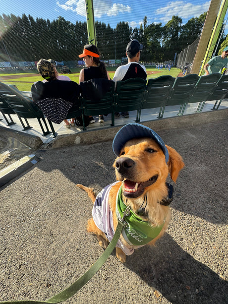 Pickles Script Dog Hat