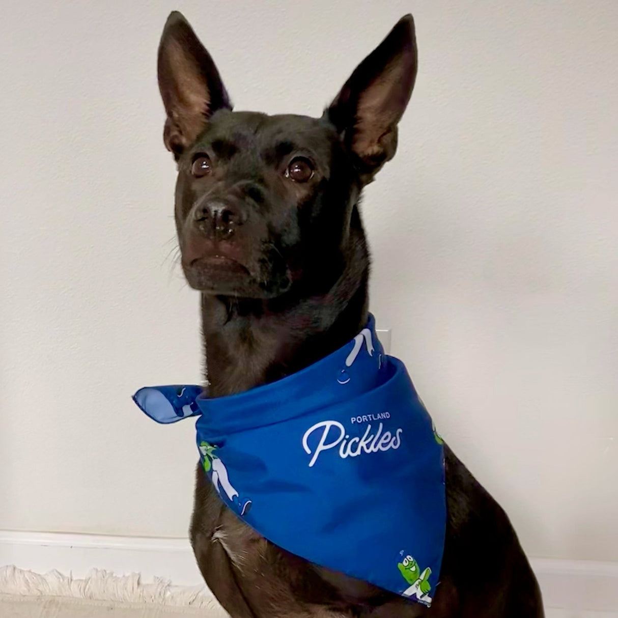 Walking Dillon Navy Bandana