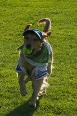 Pickles Script Dog Hat