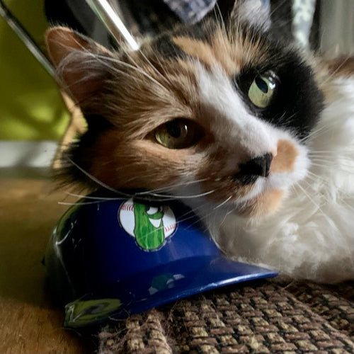 The Littlest Baseball Helmet - Portland Pickles Baseball